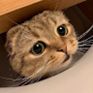 صورة المستخدم