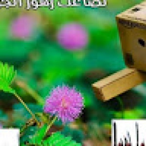 صورة المستخدم