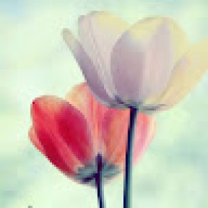 صورة المستخدم