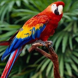 صورة المستخدم