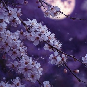 صورة المستخدم